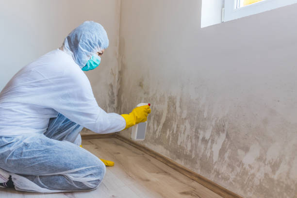 Licensed Mold Inspection And Testing service in Lexington, TN - Car Mold Remediation